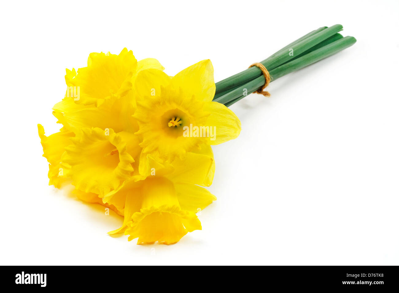 A bunch of daffodils a popular symbol of the spring season whose flowers bloom during springtime Stock Photo