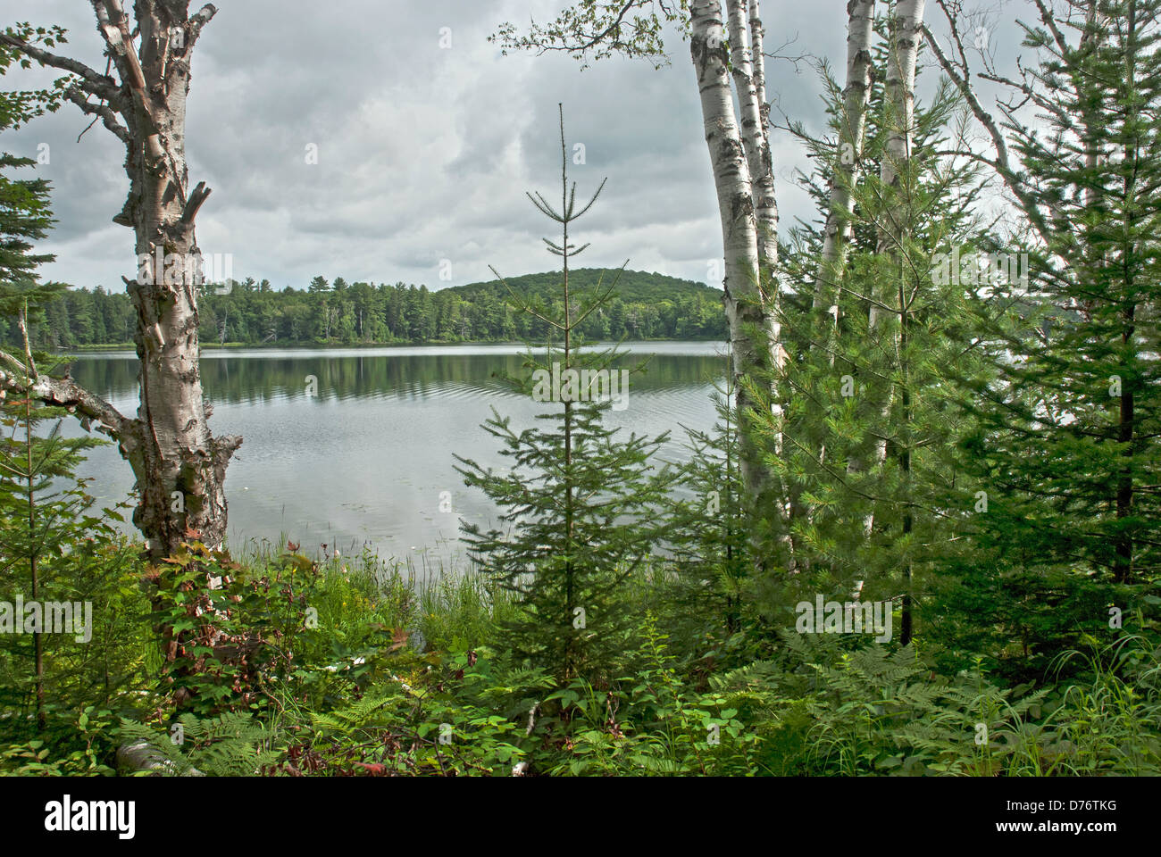 Landscape with forest and lake Stock Photo - Alamy