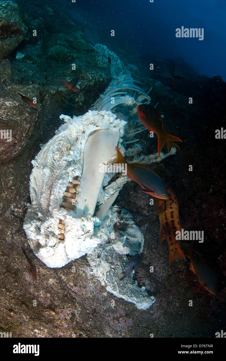 False Killer Whale Pseudorca crassidens carcass underwater San Benedicto Island Revillagigedo Islands Manzanillo Colima Mexico Stock Photo