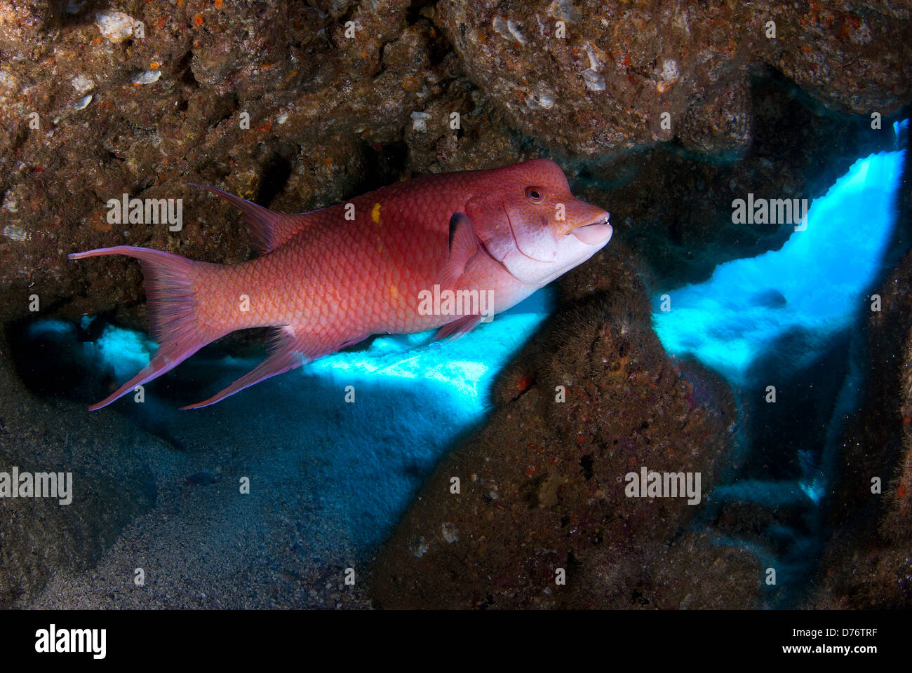 Mexican hogfish Bodianus diplotaenia swimming underwater Socorro Island