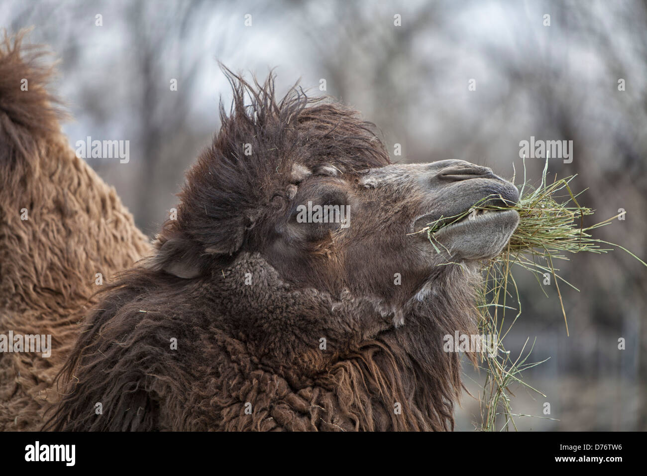 Camel Bactrian High Resolution Stock Photography And Images Alamy