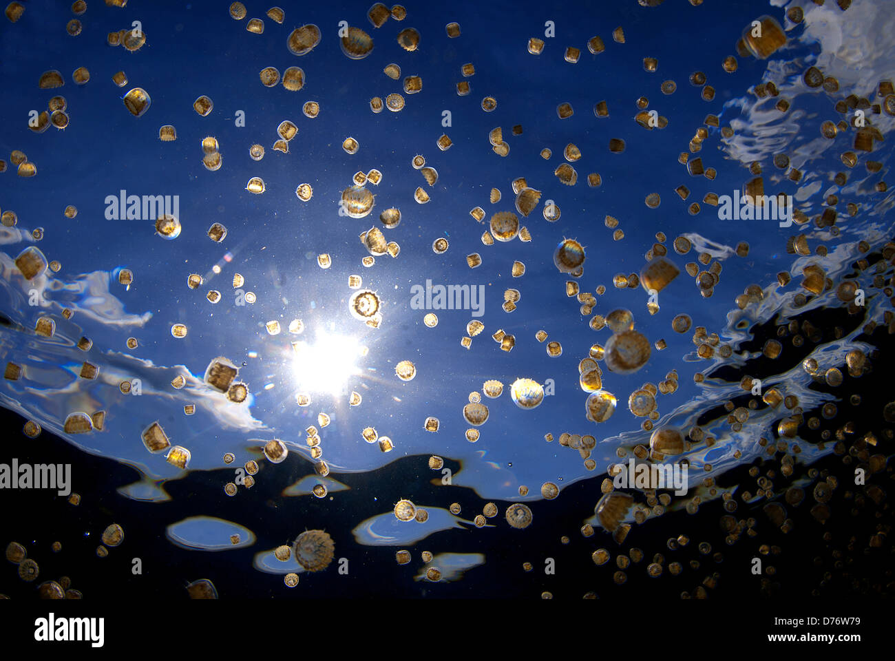 School Sea Thimble jellyfish Linuche unguiculata Isla Mujeres Quintana