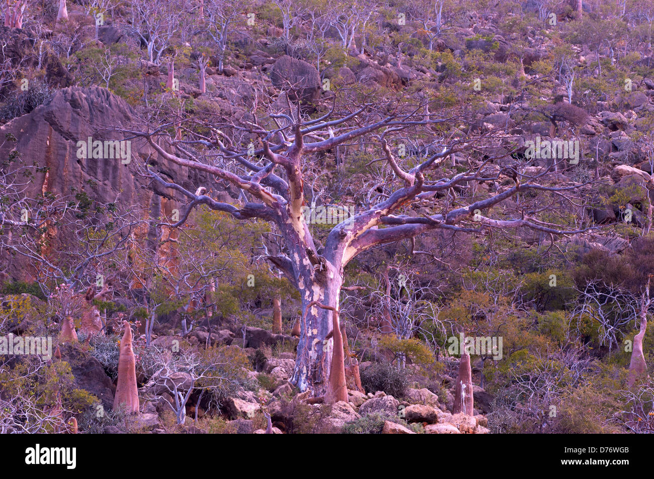 A Mopopaja tree surrounded by endemic bottle trees on the island of Socotra Stock Photo