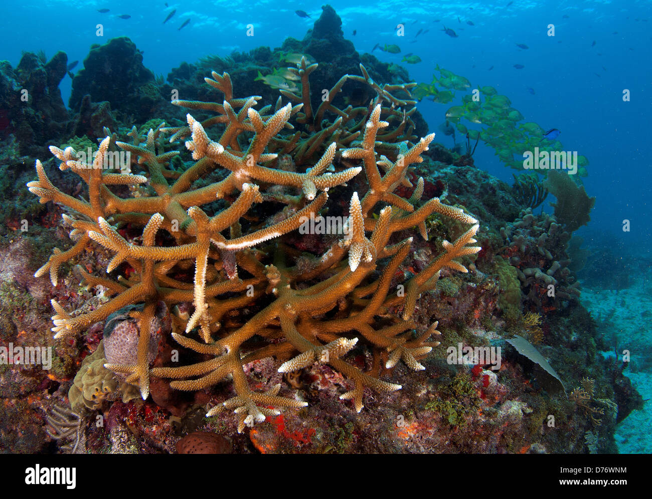Staghorn Corals Acropora cervicornis underwater Yucatan Peninsula Mexico Stock Photo