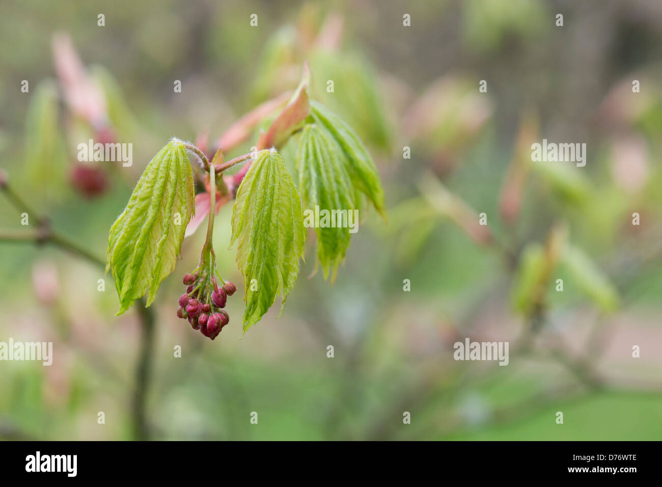 Acer japonicum. Downy Japanese Maple or Fullmoon Maple leaves and flower in spring Stock Photo