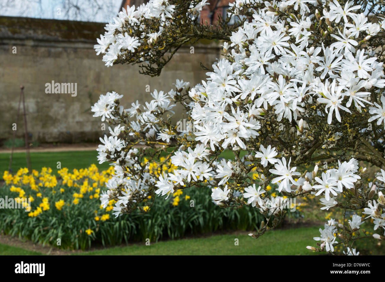 Magnolia stellata tree flowers at Oxford Botanical Gardens. oxford