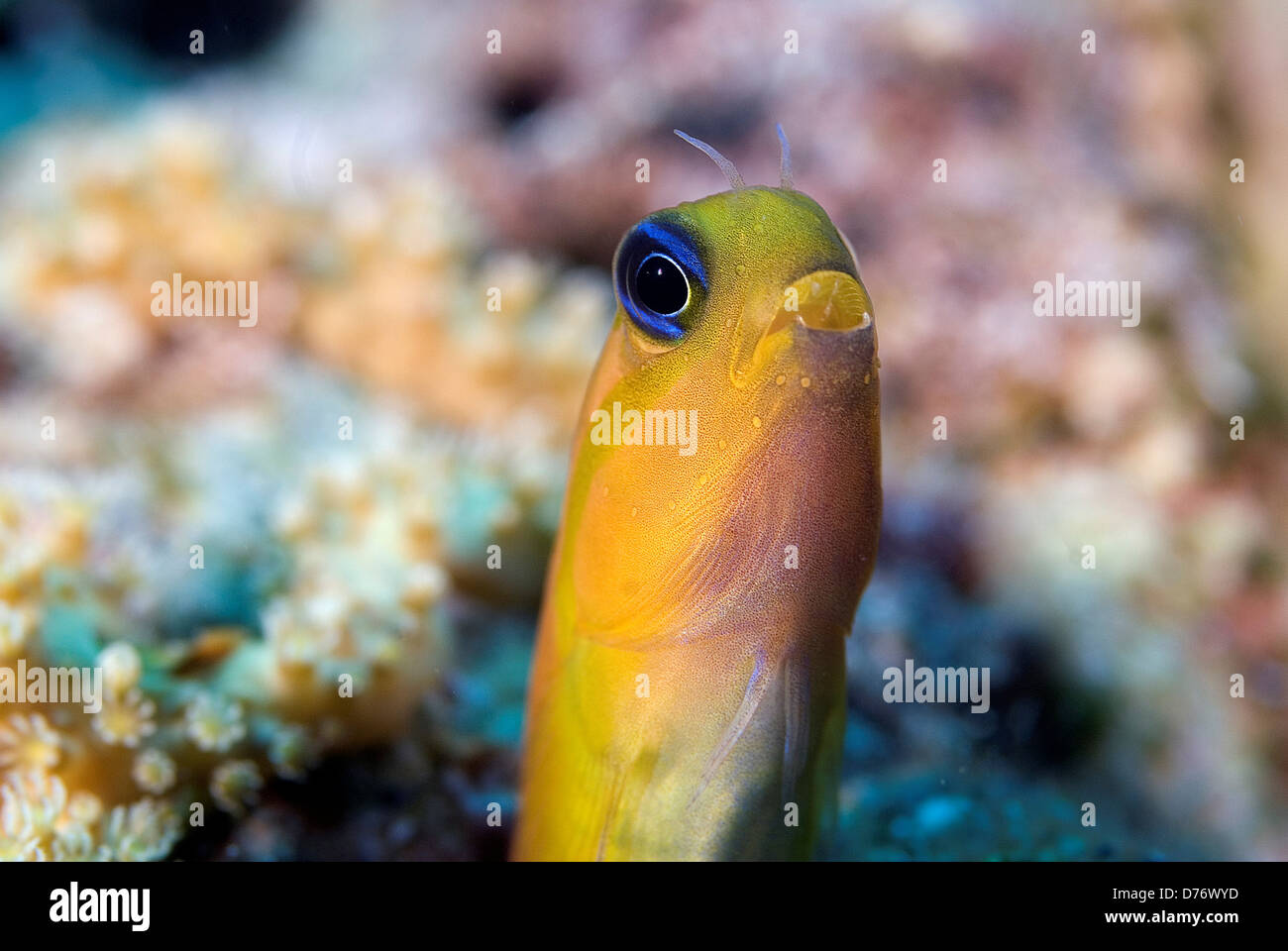 Canary blenny Escenius midas Sharm El-Sheikh Sinai Peninsula South Sinai Governorate Egypt Stock Photo