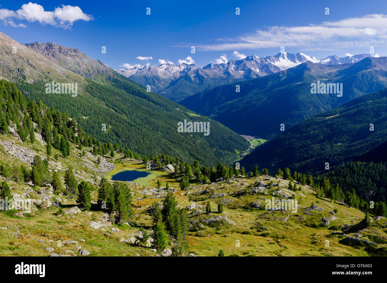 Italy Central Alps Stelvio National Park Arolla Pines (Pinus cembra pond La Mare Valley bg : Presanella Chain Stock Photo