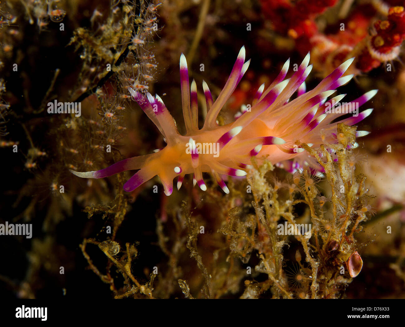 Flabellina marcusorum nudibranch portrait on sea algae Sea Cortez Baja ...