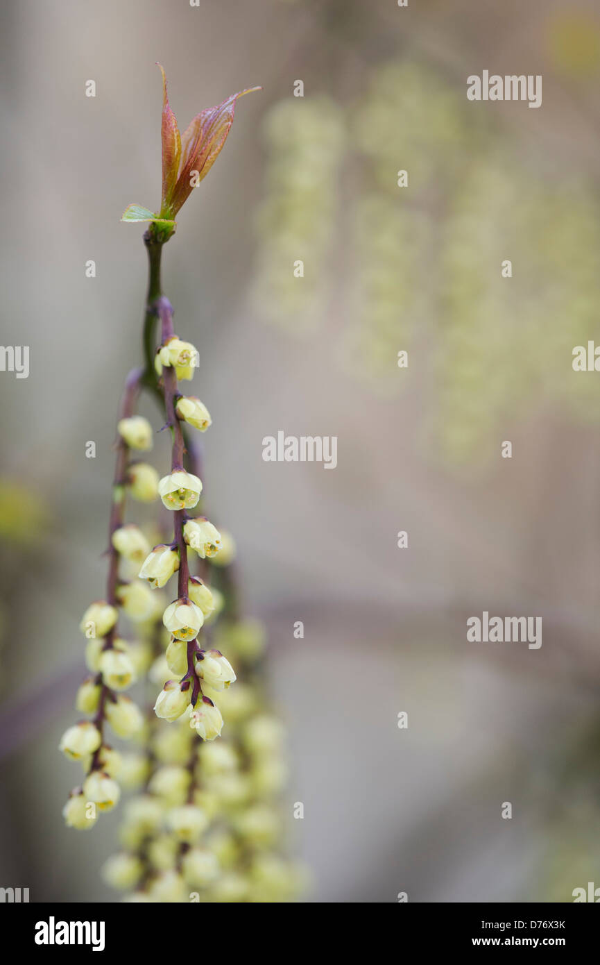 Stachyurus chinensis. Chinese Stachyurus plant in early spring. UK Stock Photo