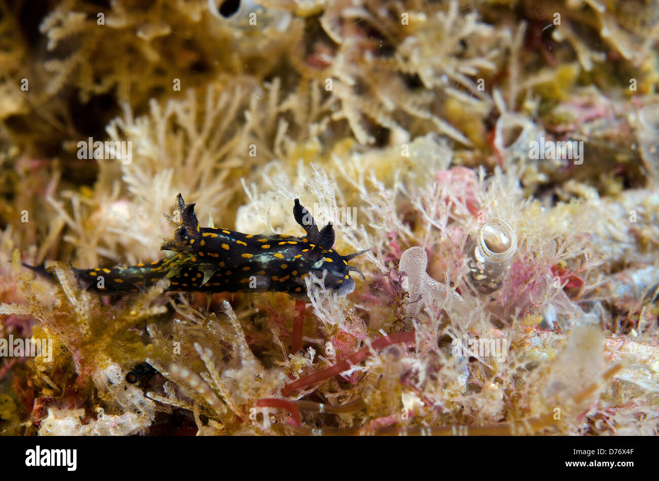 Very small probably Hypselodoris ghiselini nudibranch underwater Sea Cortez Baja California Mexico Stock Photo