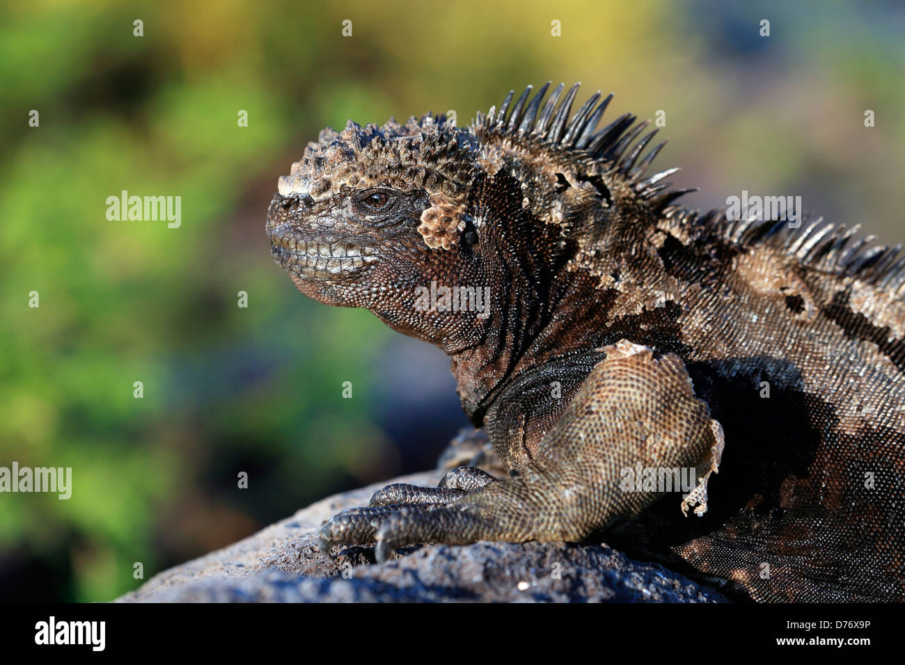 Marine iguana Galapagos Islands Stock Photo