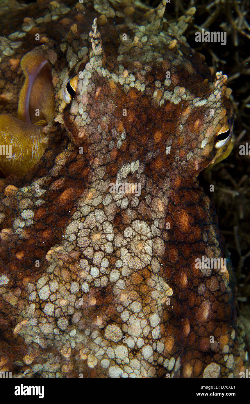 Mexico Baja California Sea Cortez detail Two-spotted Octopus Octopus ...