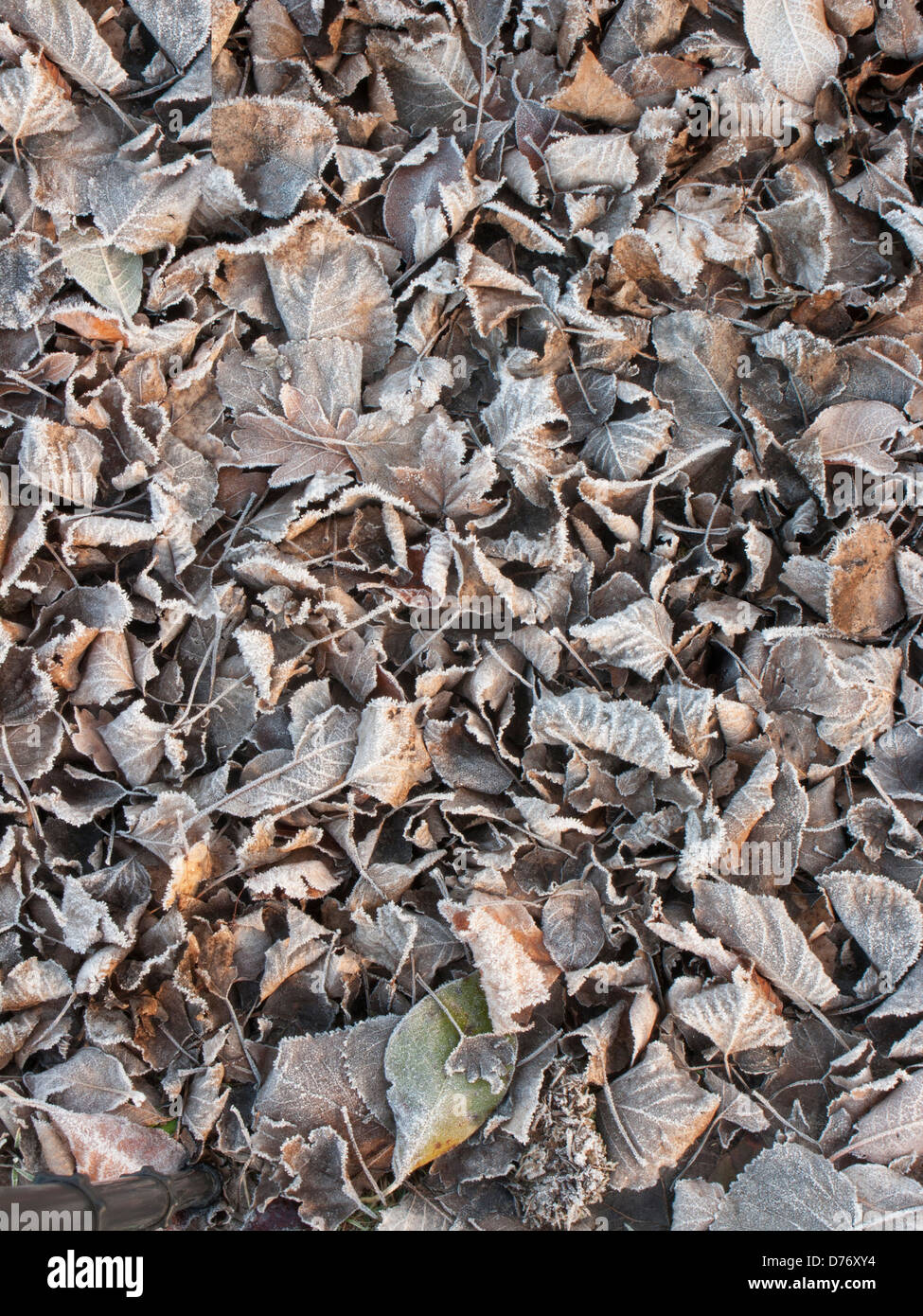 Frosted dead leaves on the ground Stock Photo