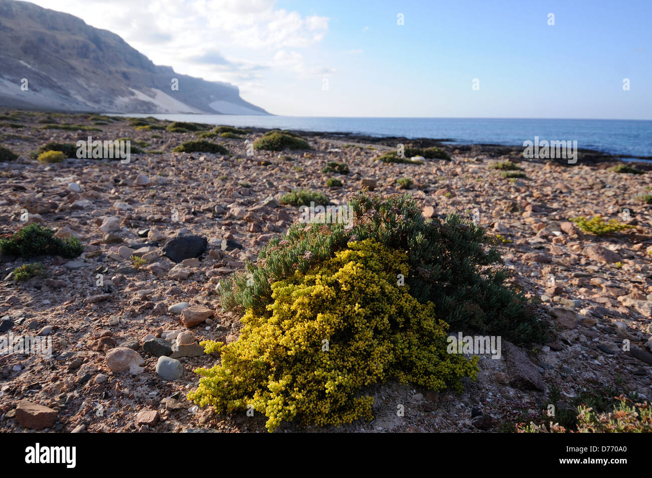 Landscape with some endemic species on the island of Socotra Stock Photo