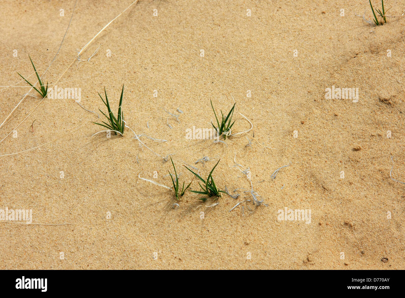 Small green grass plants growing in desert sand Stock Photo Alamy
