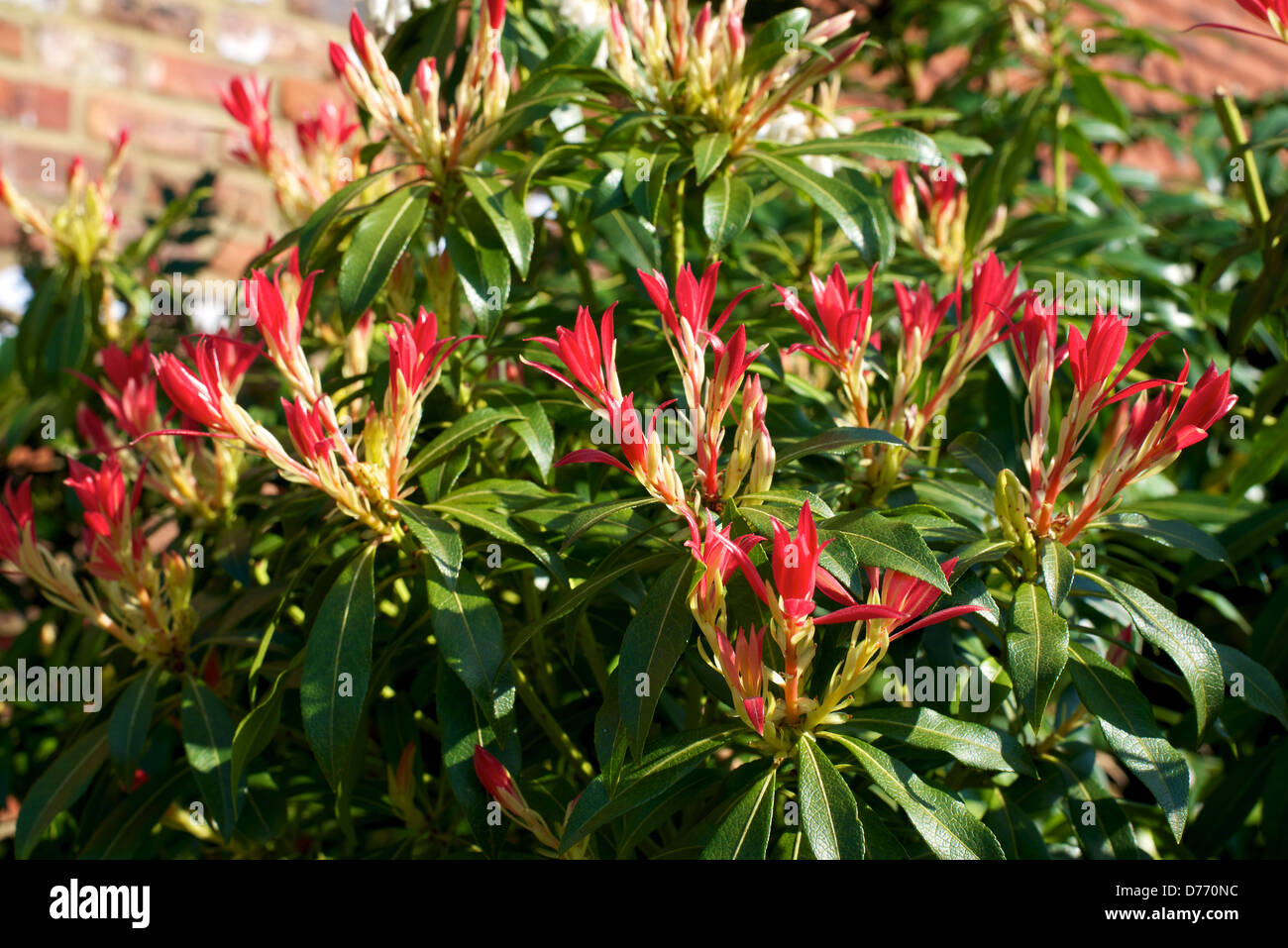 Pieris Japonica Redhead Ericaceae Shrub in flower in April Stock Photo