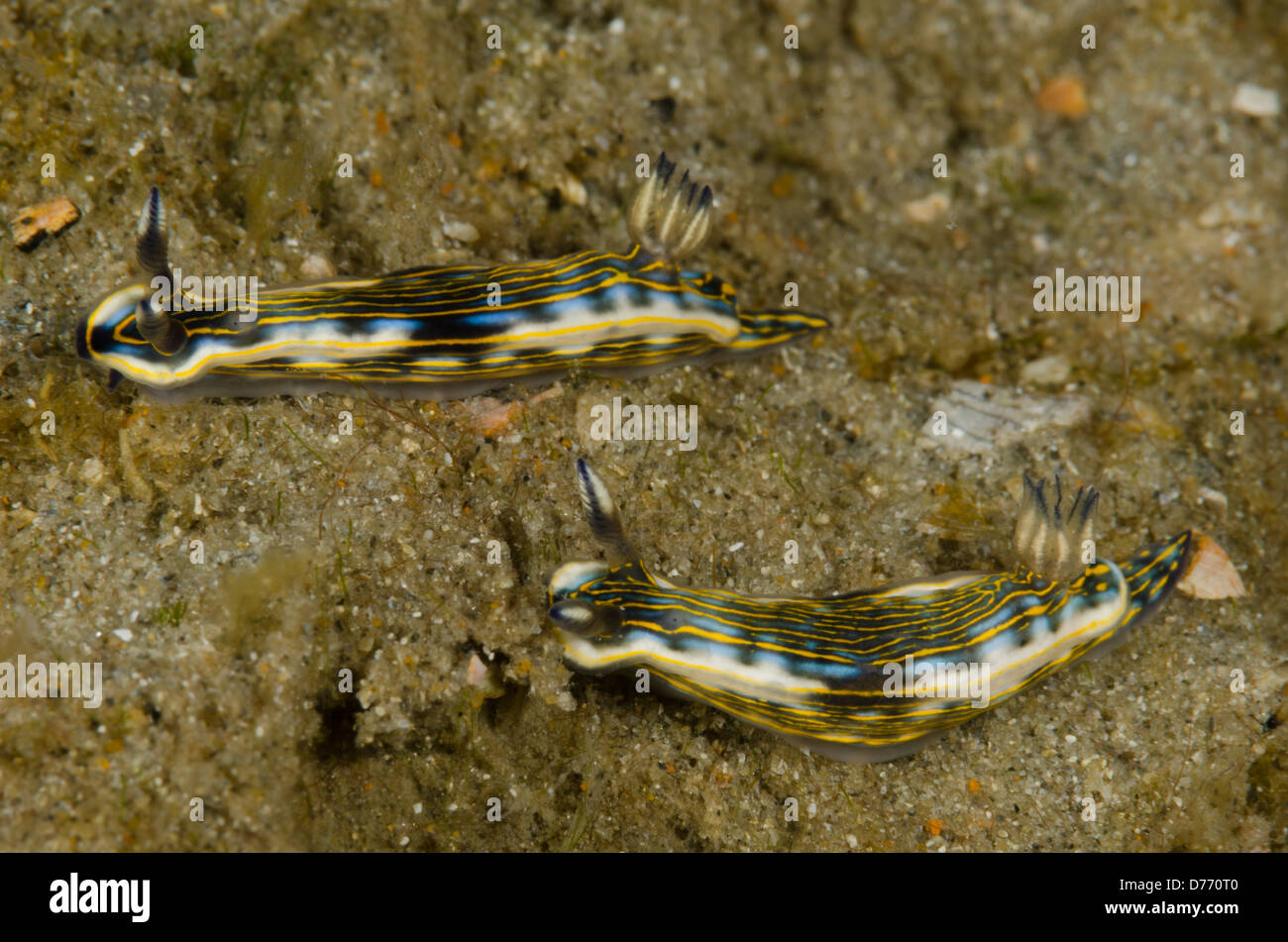 Two colorful nudibranchs crawl over a black sand reef Stock Photo