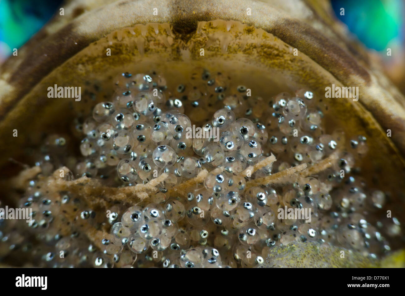 A jawfish with ready to hatch eggs in his mouth Stock Photo