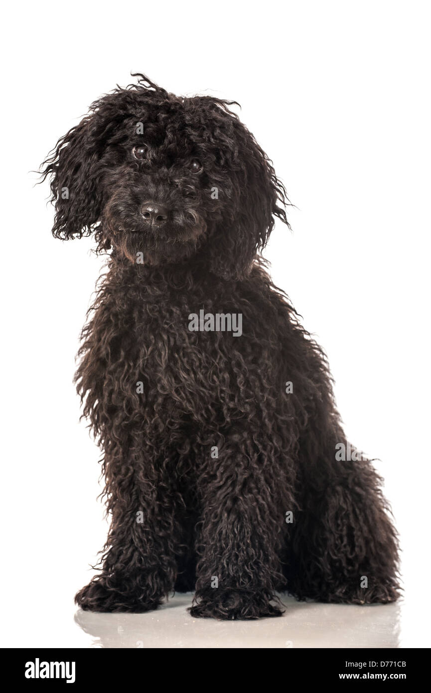 Black poodle puppy isolated on white background Stock Photo - Alamy