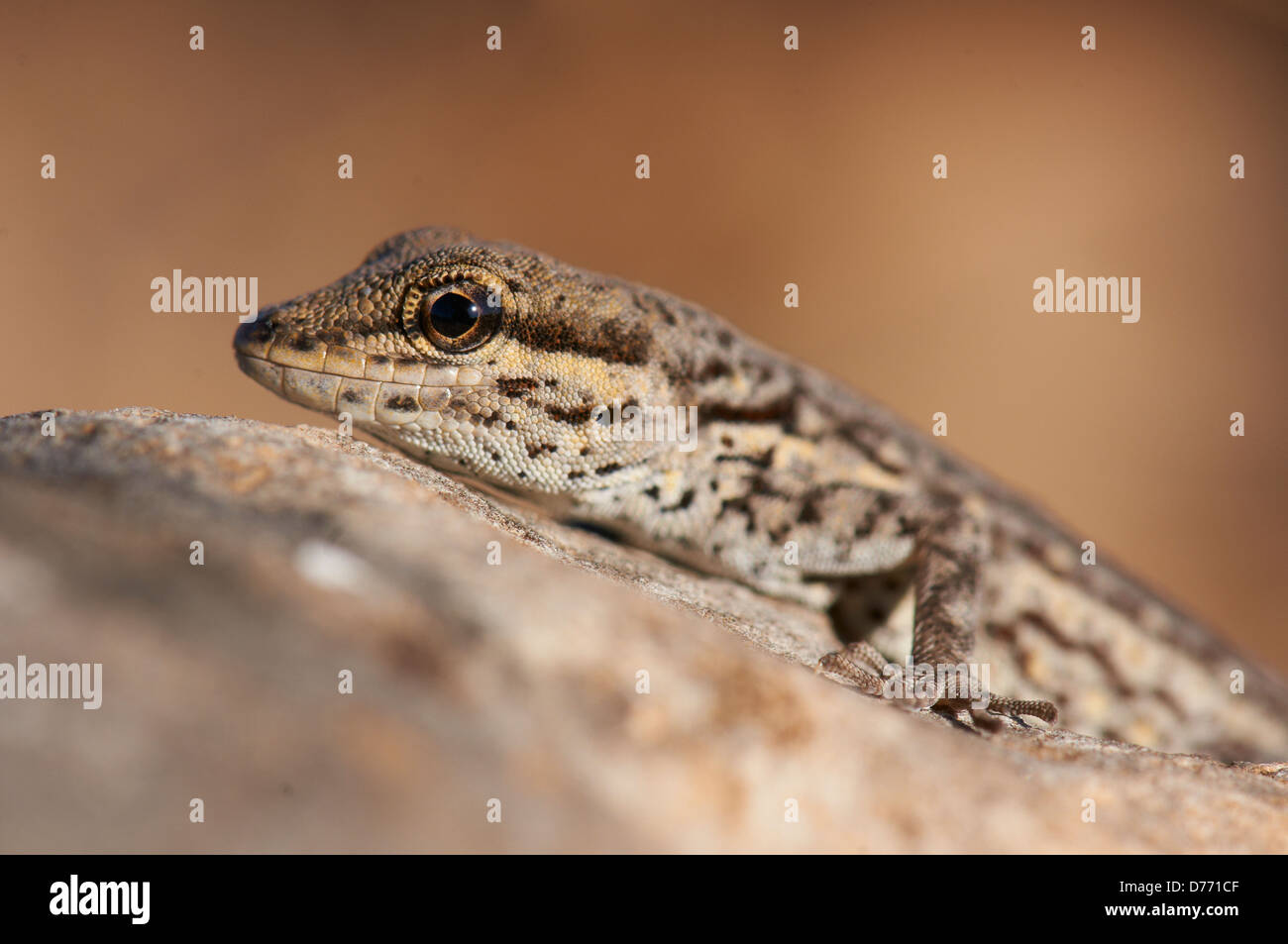 Portrait from an endemic Rock gecko species on the island of Socotra Stock Photo