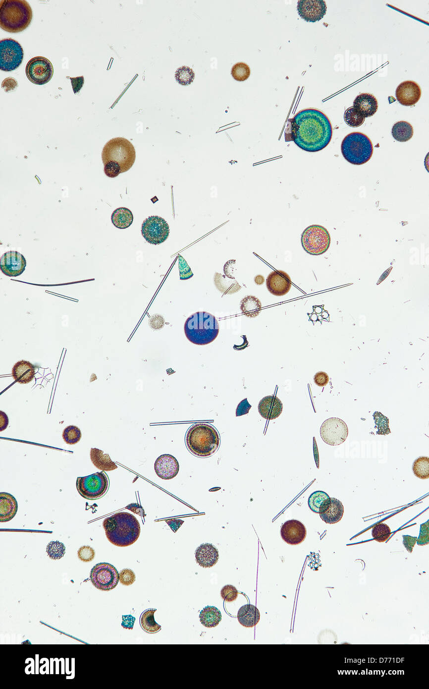 Micrograph Diatomaceae Antarctic marine diatoms) Stock Photo