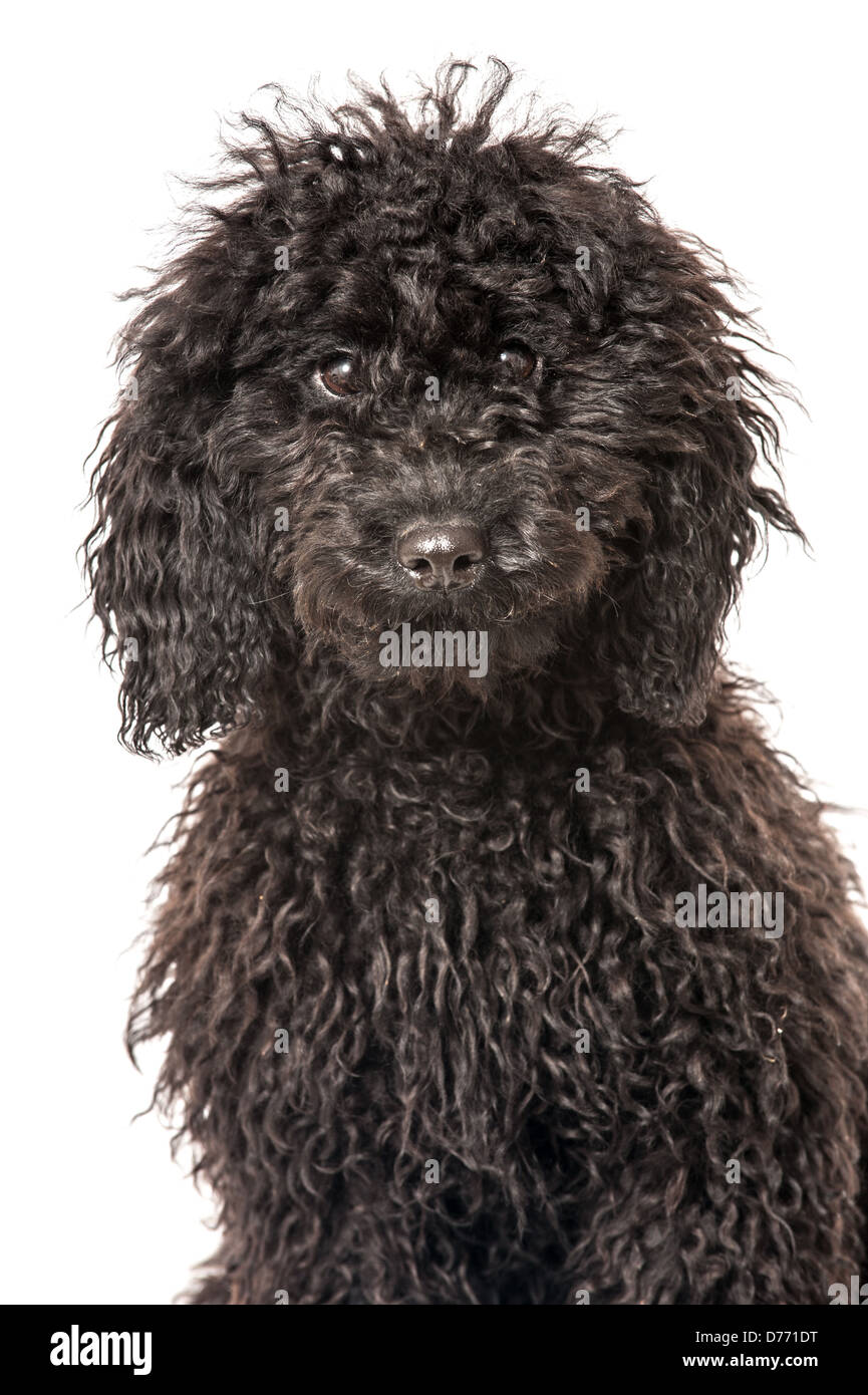 Black poodle puppy isolated on white background Stock Photo - Alamy