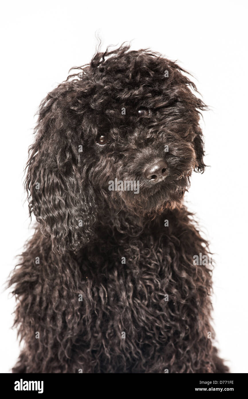 Black poodle puppy isolated on white background Stock Photo - Alamy