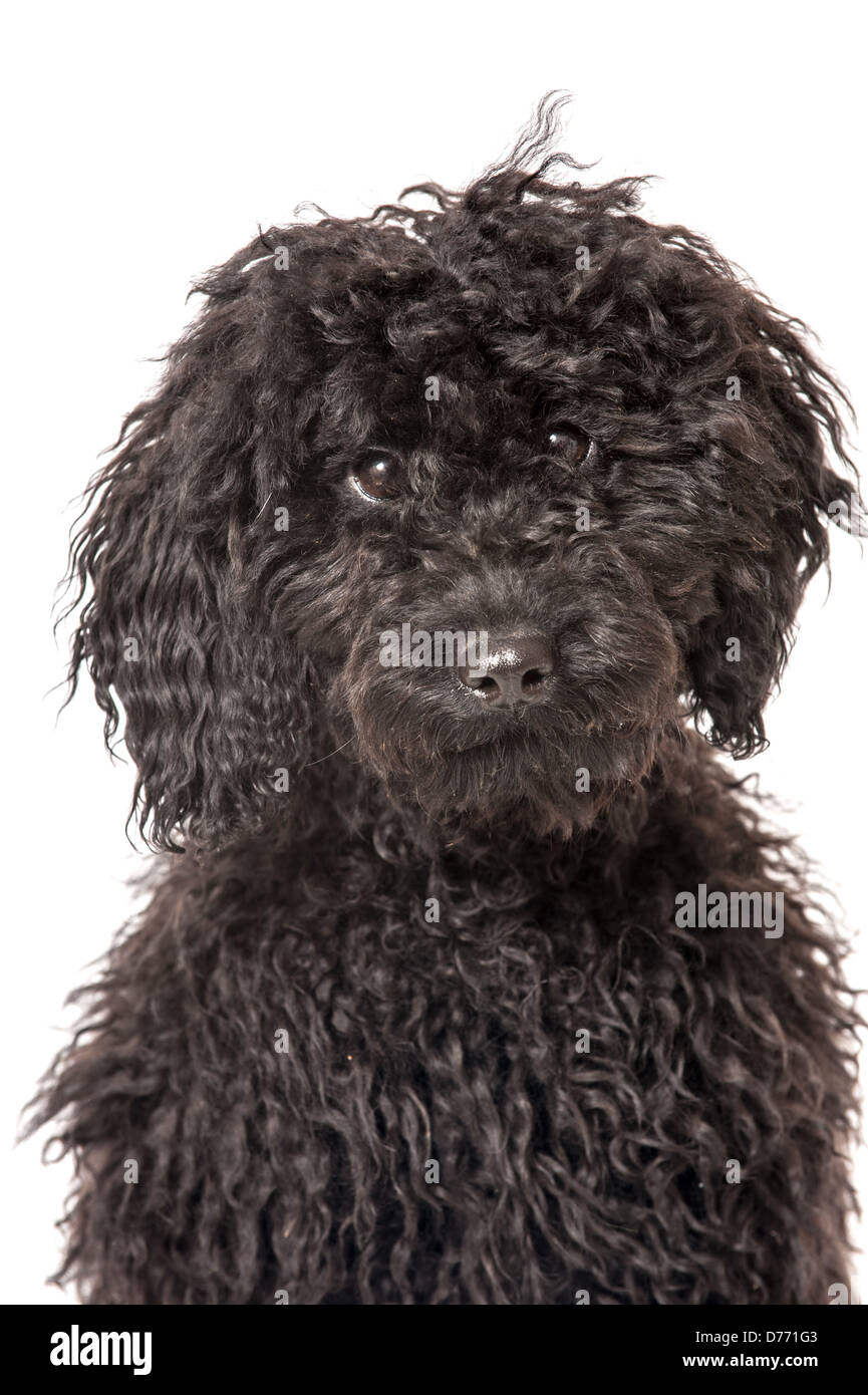 Black poodle puppy isolated on white background Stock Photo - Alamy