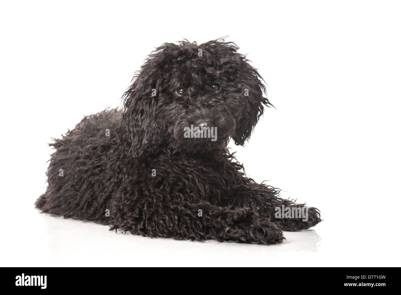Black poodle puppy isolated on white background Stock Photo - Alamy