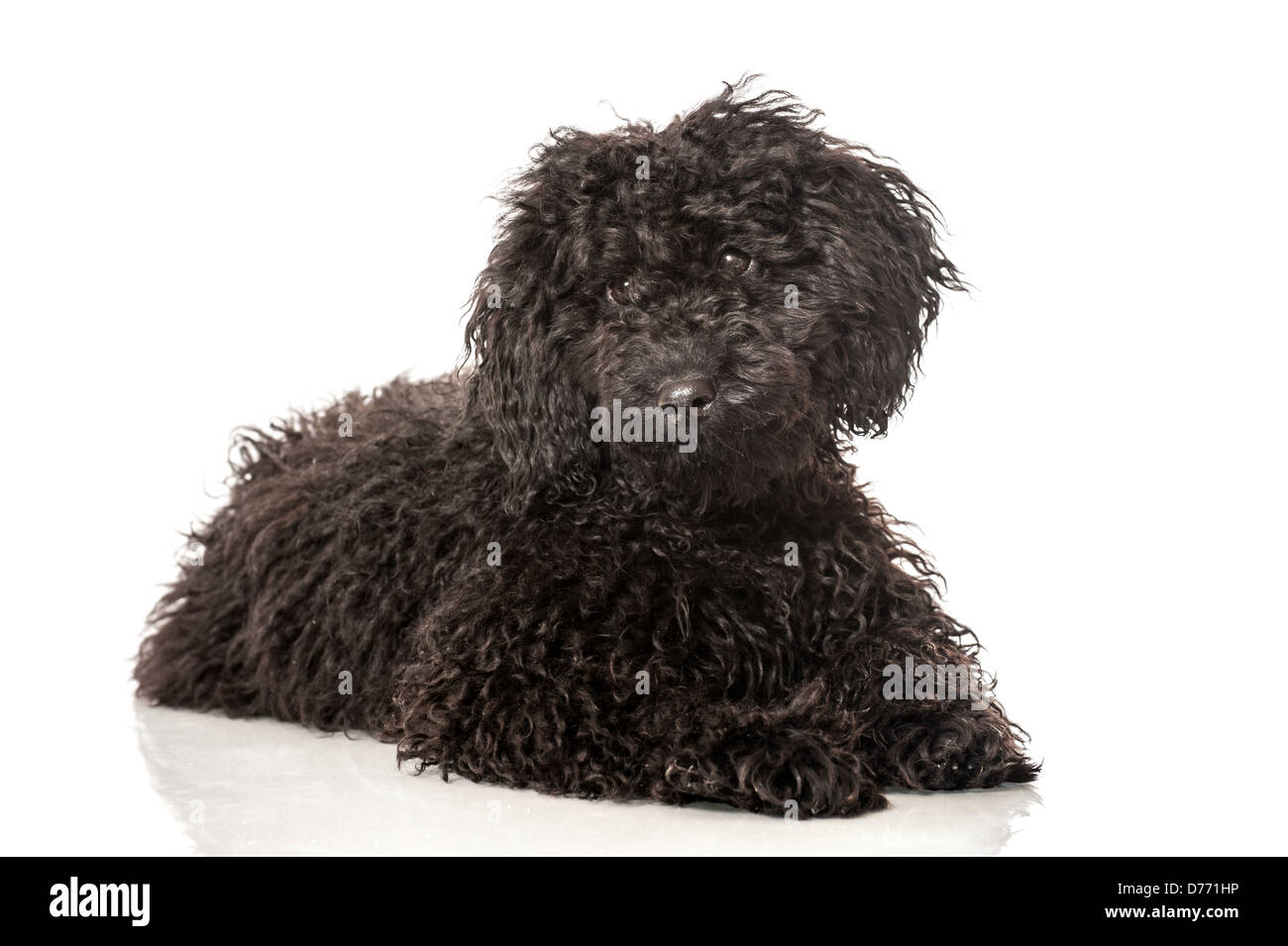 Black poodle puppy isolated on white background Stock Photo - Alamy