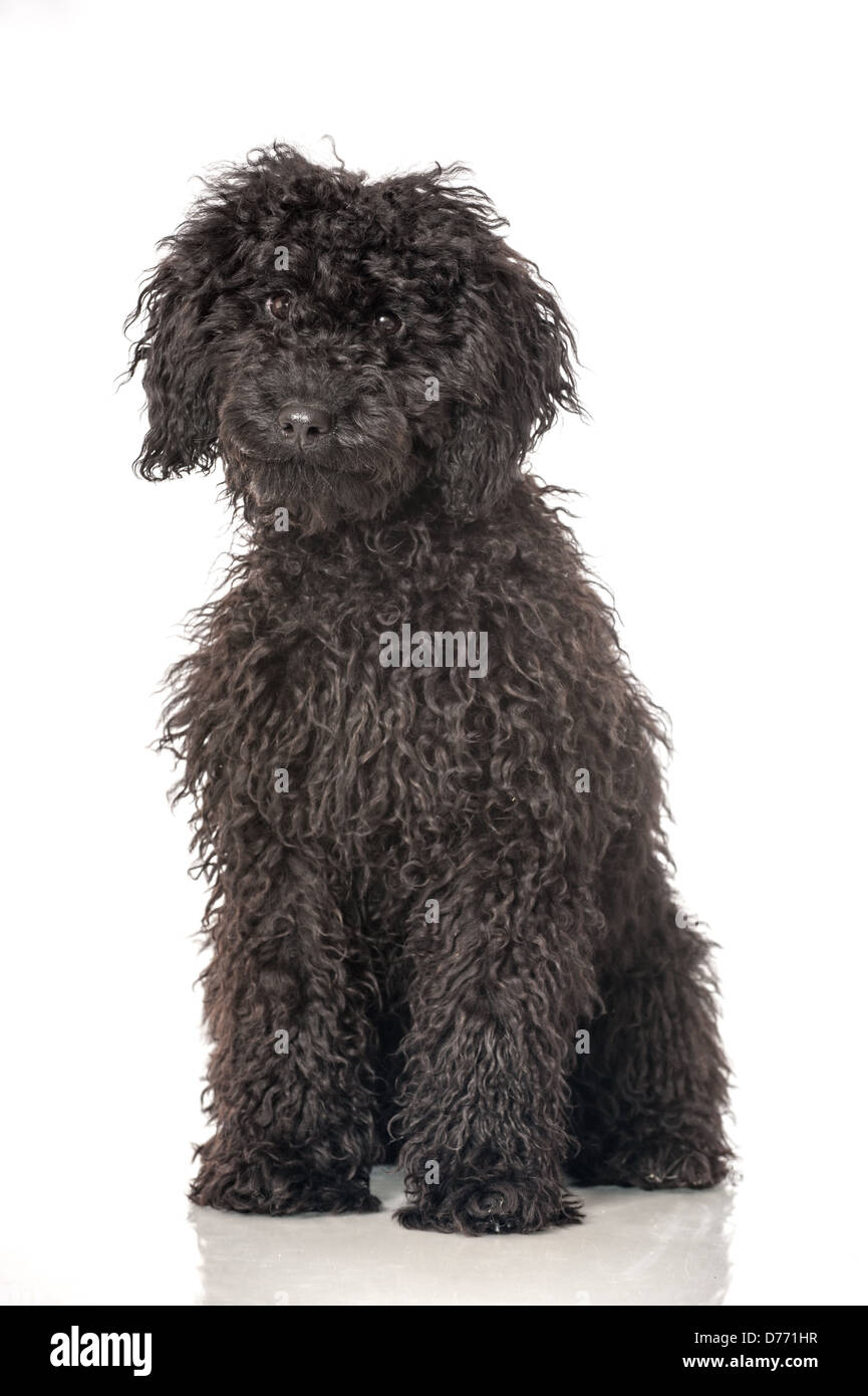 Black poodle puppy isolated on white background Stock Photo - Alamy