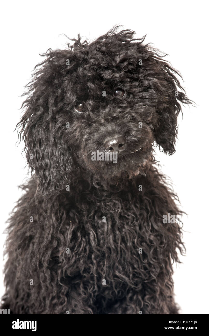 Black poodle puppy isolated on white background Stock Photo - Alamy