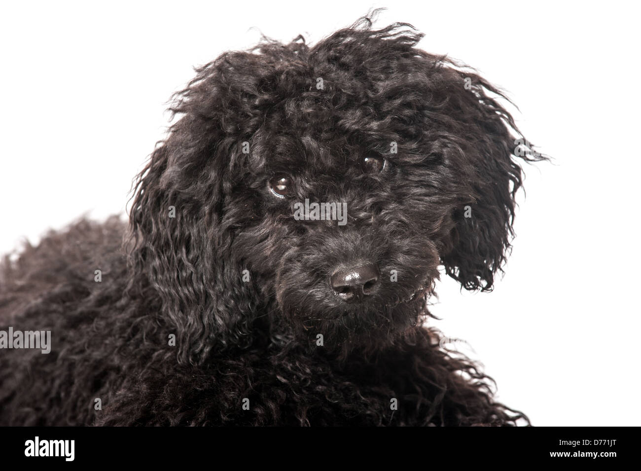Black poodle puppy isolated on white background Stock Photo - Alamy