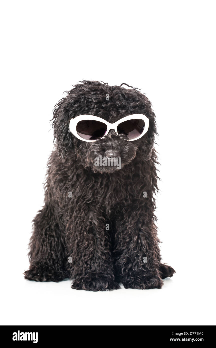 Whit dog Cut Out Stock Images