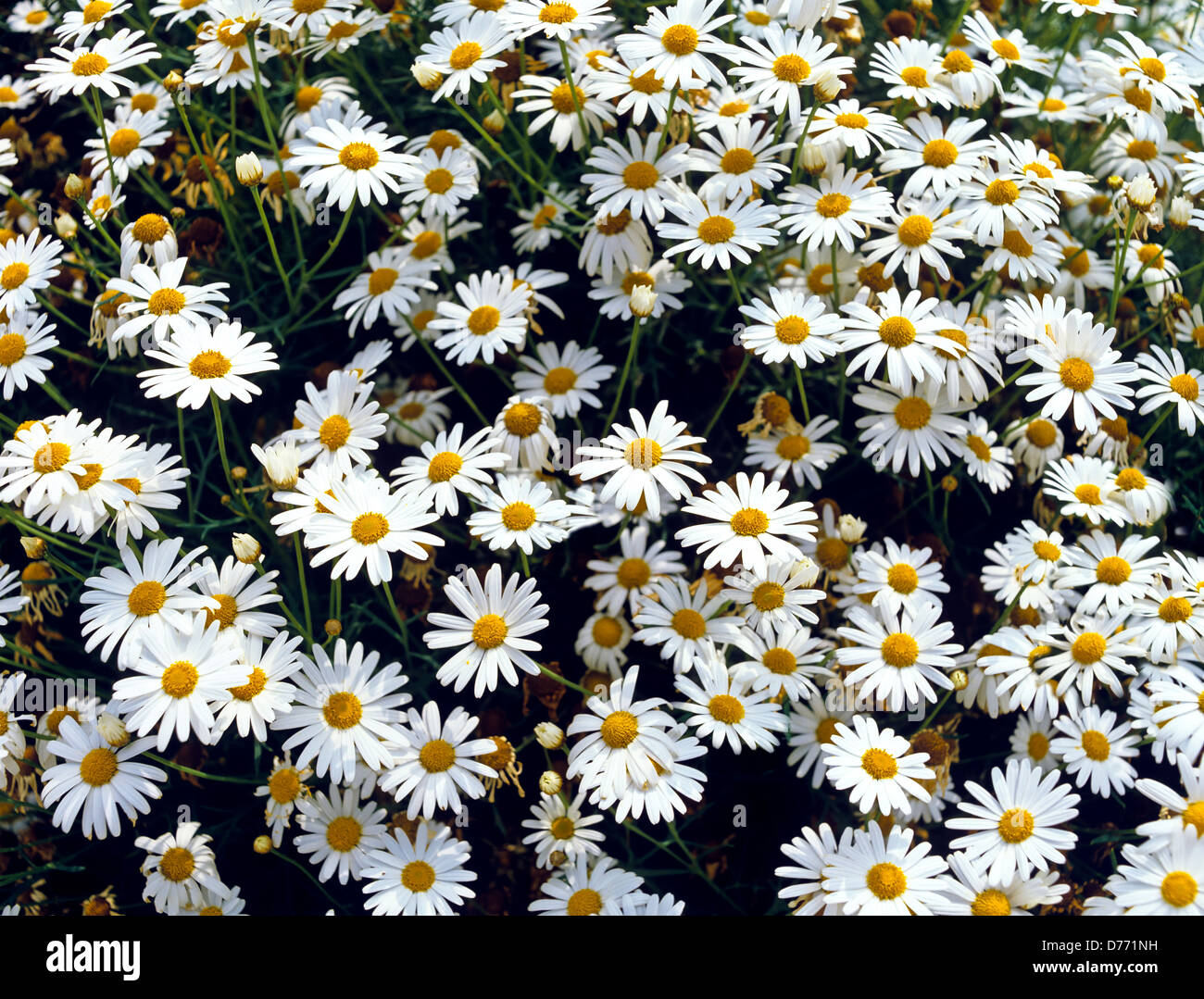 8663. Fever few flowers, England, UK Stock Photo