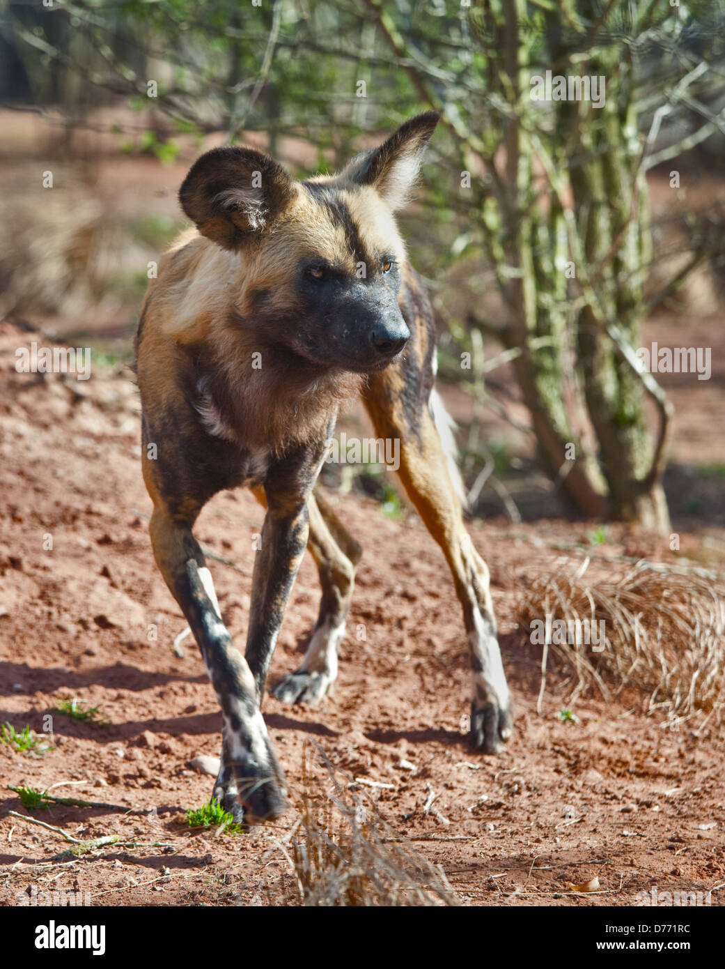 African Painted Dog (lycaon pictus) Stock Photo
