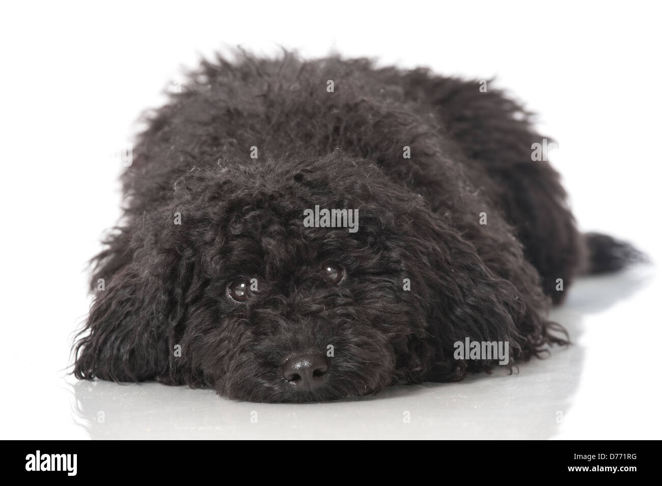 Black poodle puppy isolated on white background Stock Photo - Alamy