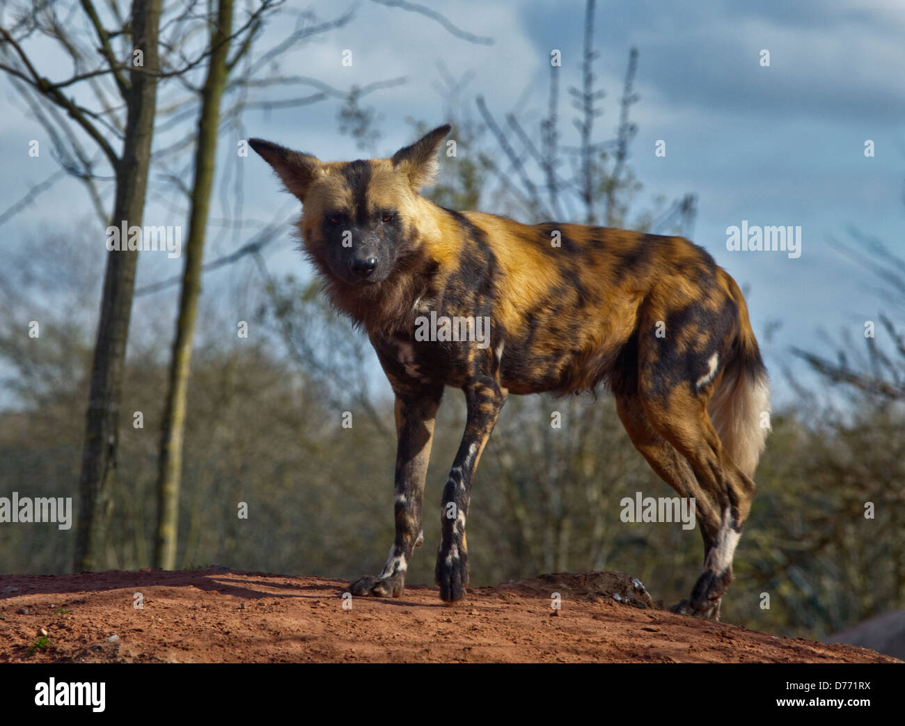 African Painted Dog (lycaon pictus) Stock Photo