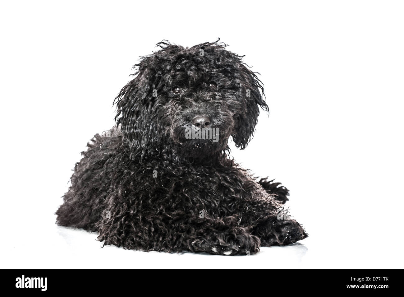 Black poodle puppy isolated on white background Stock Photo - Alamy