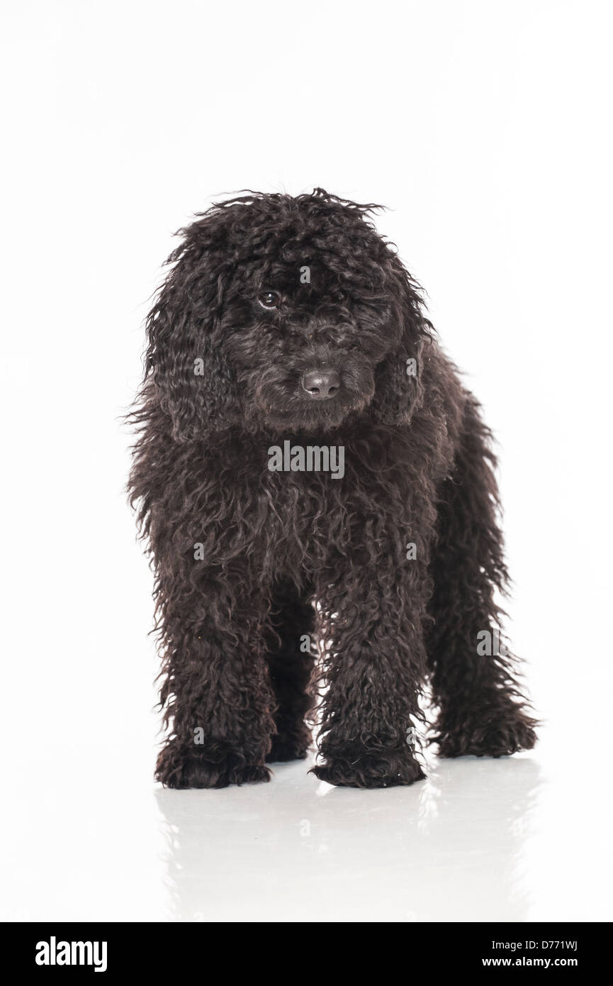 Black poodle puppy isolated on white background Stock Photo - Alamy