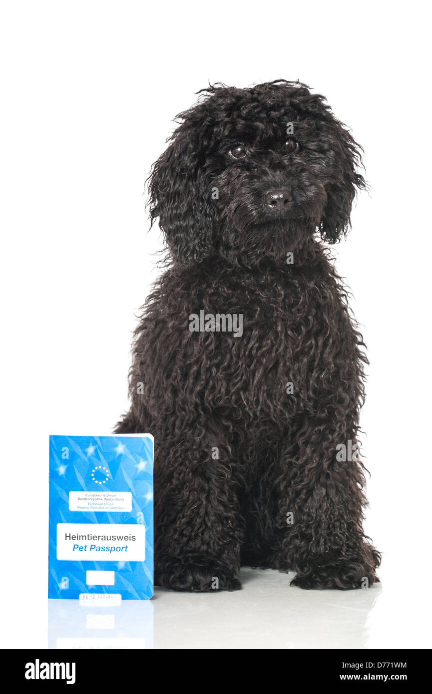 Black poodle puppy with pet passport isolated on white Stock Photo