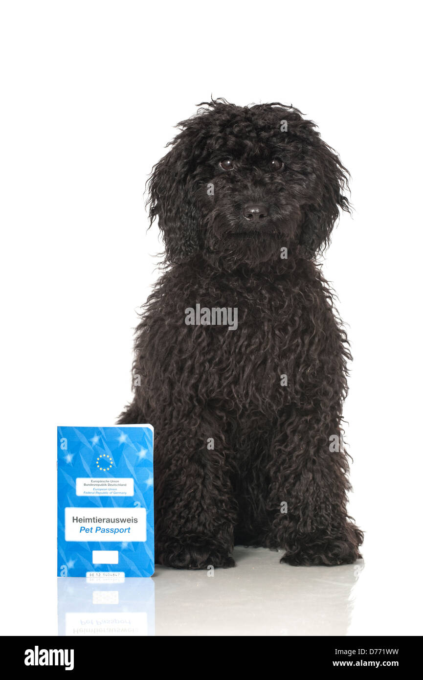Black poodle puppy with pet passport isolated on white Stock Photo