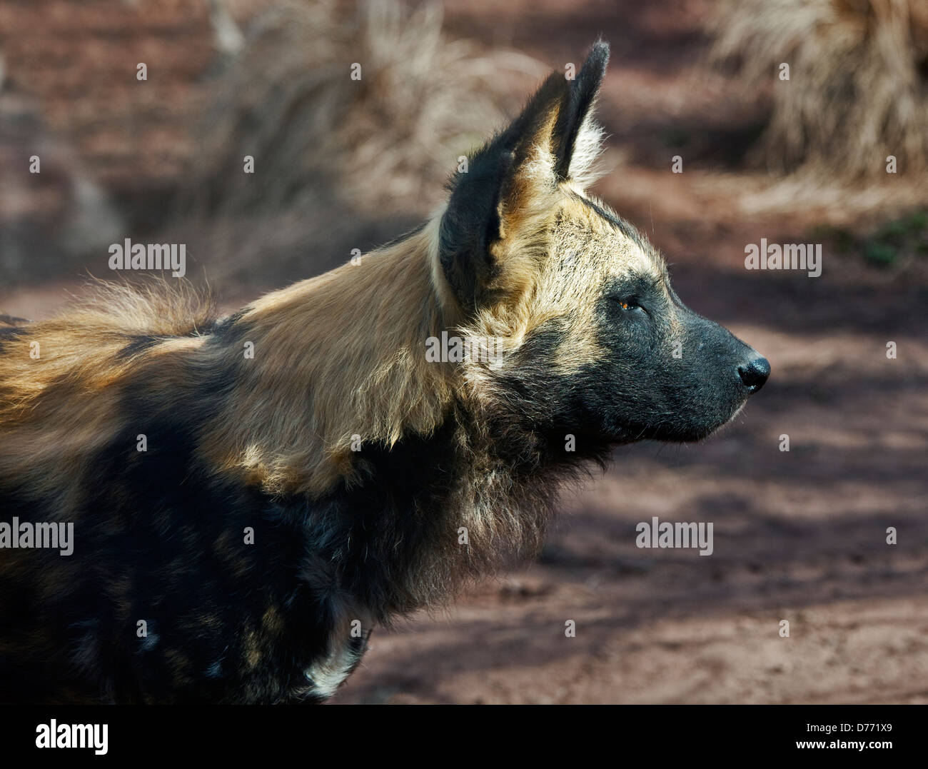 African Painted Dog (lycaon pictus) Stock Photo