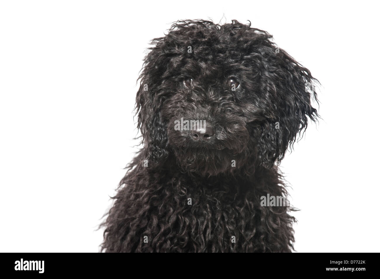 Black poodle puppy isolated on white background Stock Photo - Alamy