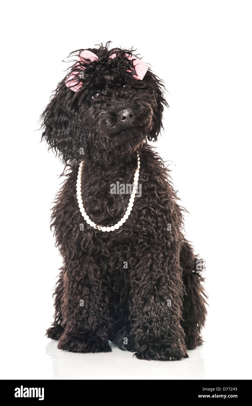 black pearl poodles