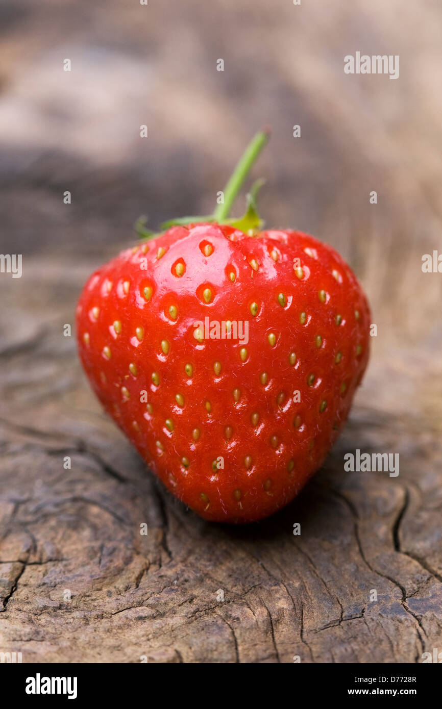 Fragaria 'Sonata'. A single strawberry on a wooden board. Stock Photo