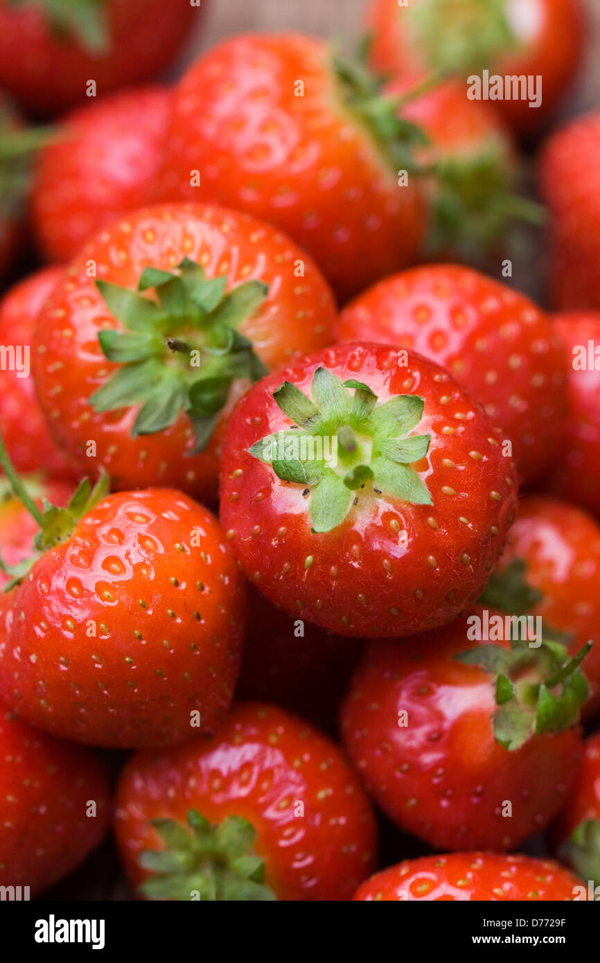 Fragaria 'Sonata'. Freshly picked strawberries. Stock Photo