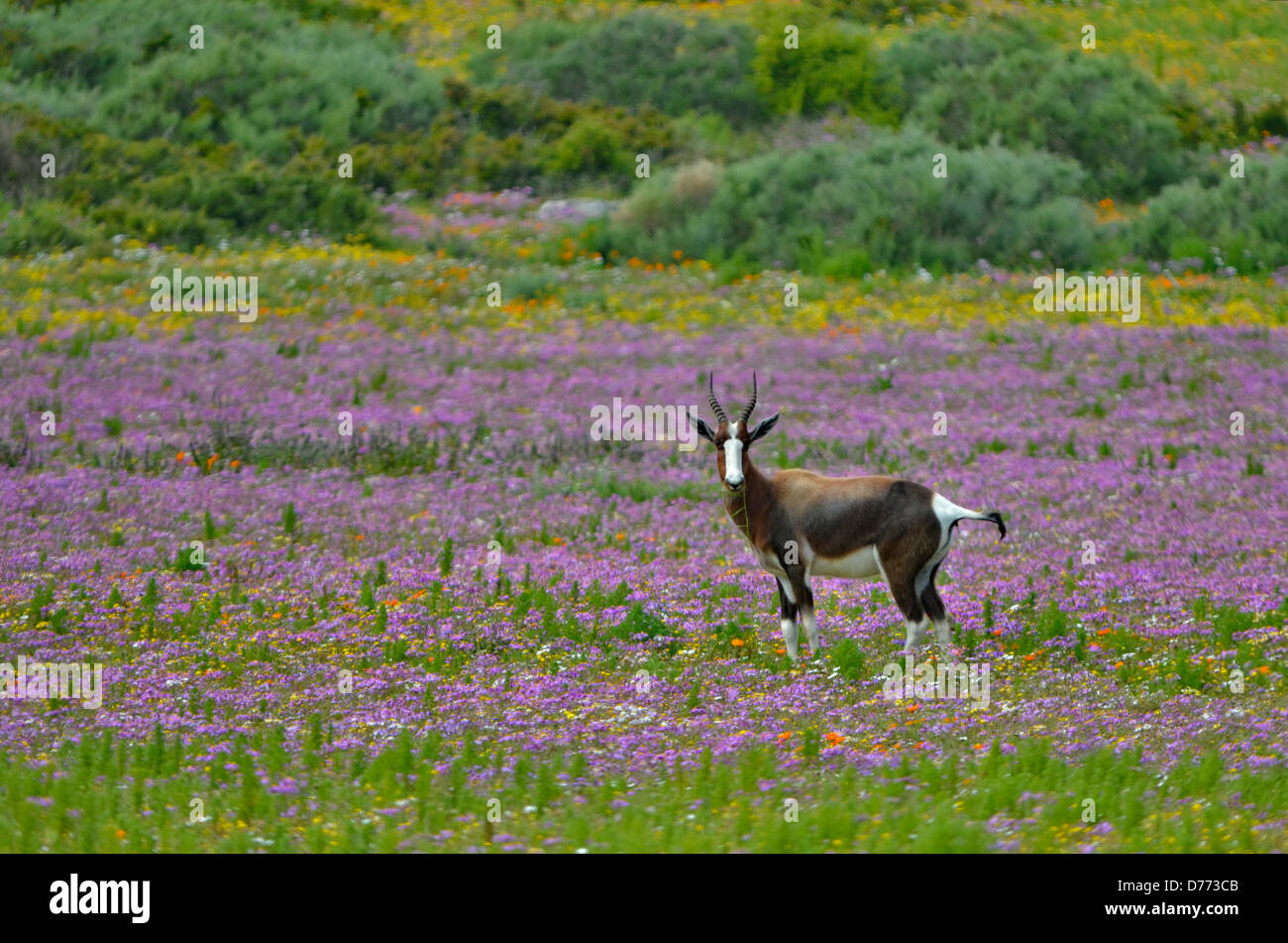 Africa South Africa West Coast national park bontebok antelope (Damaliscus pygargus  in flower fields Stock Photo
