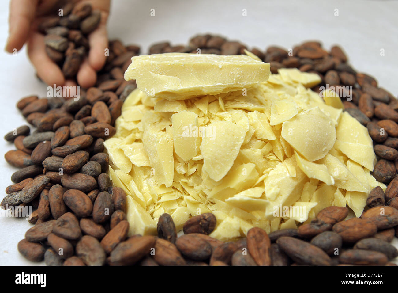 Handewitt, Germany, cocoa butter and toasted cocoa beans in a chocolate